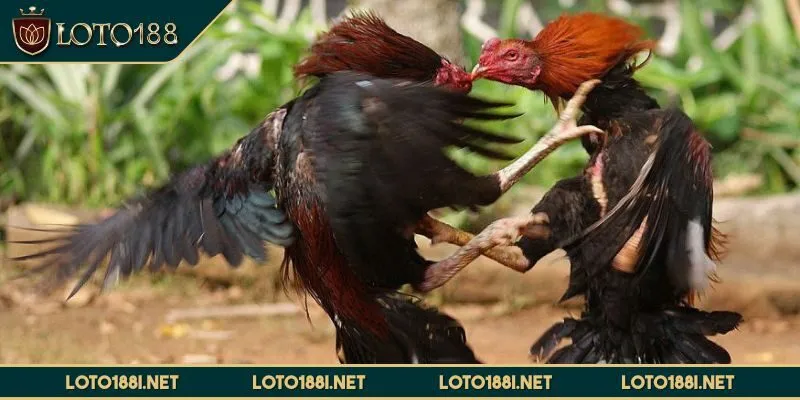 da-ga-loto188-cach-tham-gia
