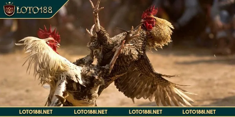 da-ga-loto188-kham-pha
